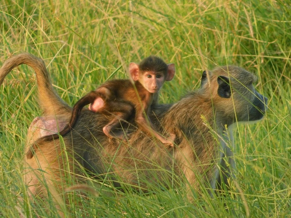 3-Day Serengeti-Ngorongoro -Tarangire Safari from Zanz'B - Tanzania safari gallery image